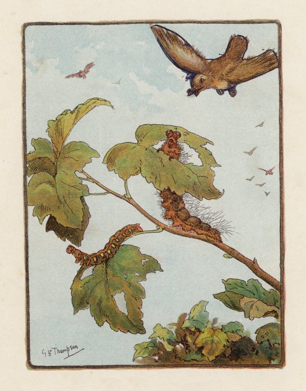 Die Raupe von George Henry Thompson
