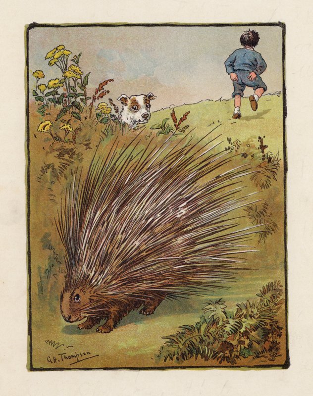 Das Stachelschwein von George Henry Thompson