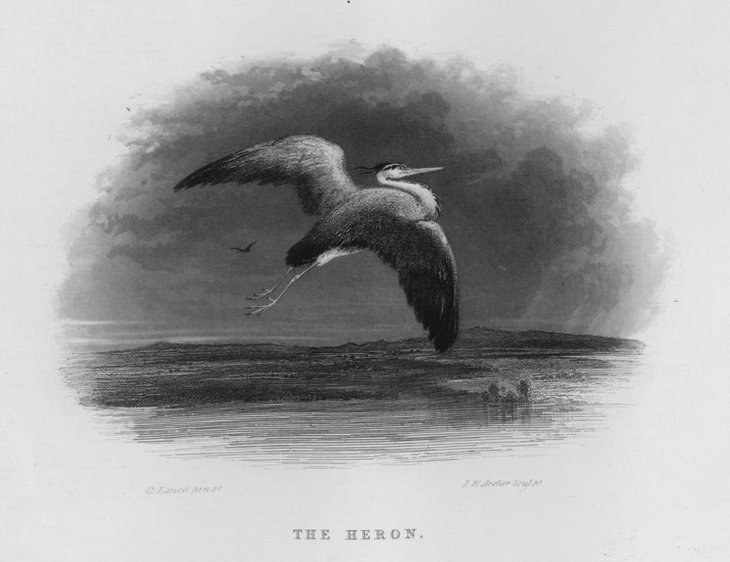 Der Reiher von George Lance