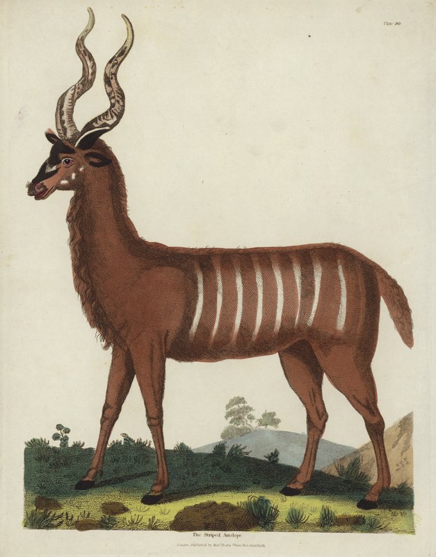 Die gestreifte Antilope von Georges de Buffon