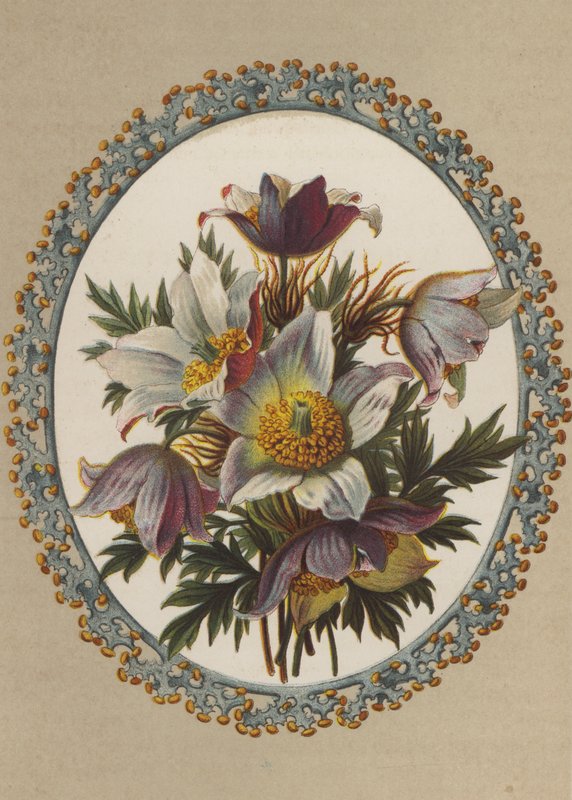 Anemonen von German School