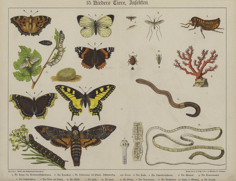 Tiere von German School