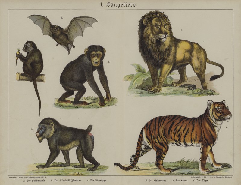 Tiere von German School