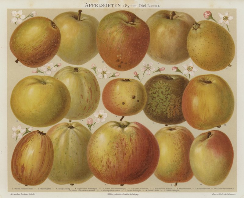 Äpfel von German School