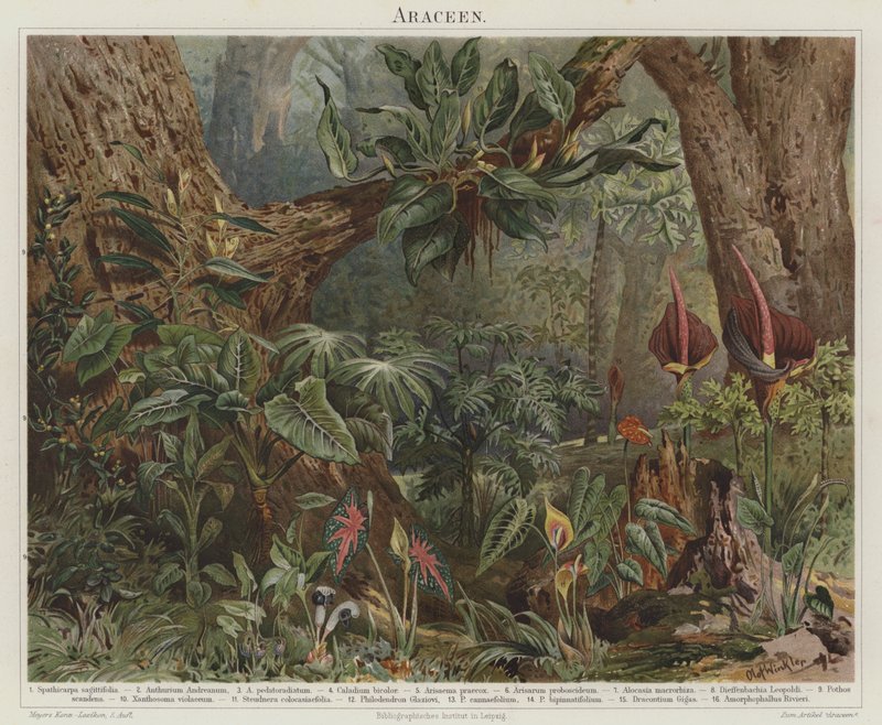Araceae von German School