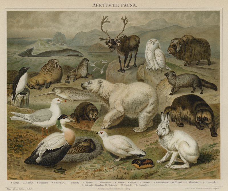Arktische Fauna von German School