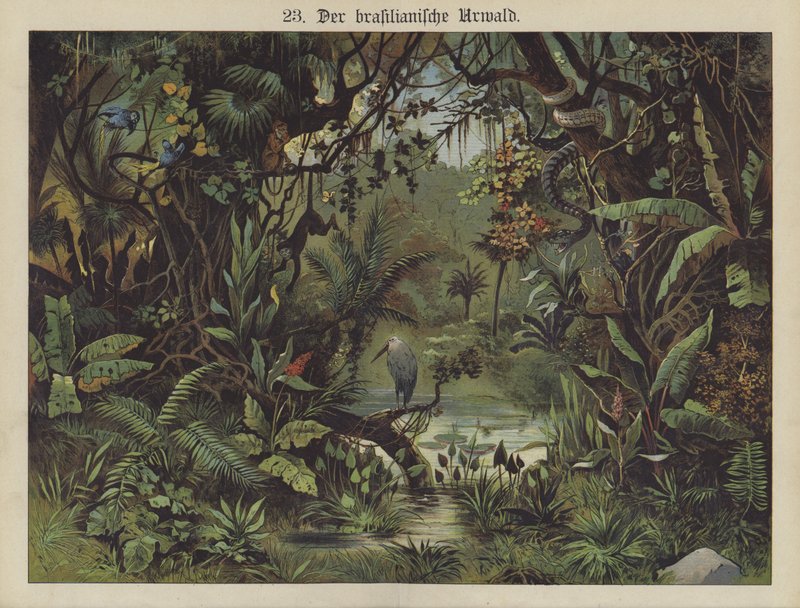 Brasilianischer Regenwald von German School