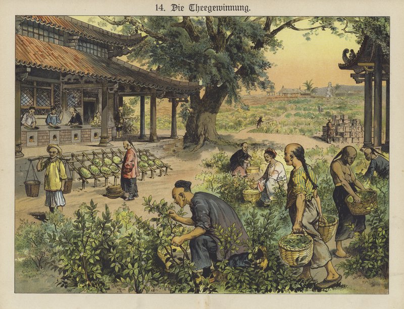 Chinesische Teeplantage von German School