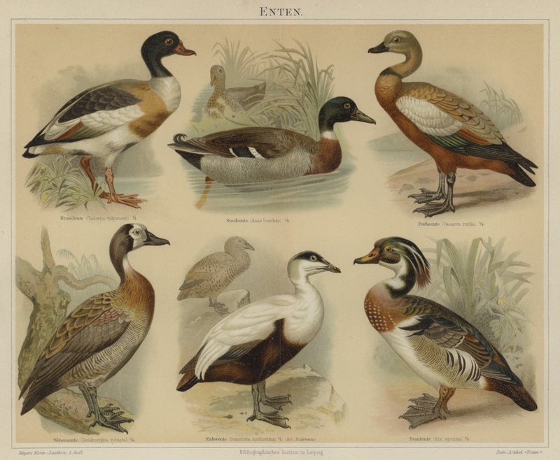 Enten von German School