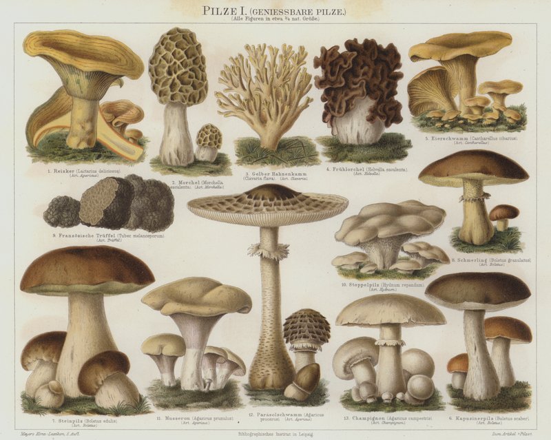 Essbare Pilze von German School