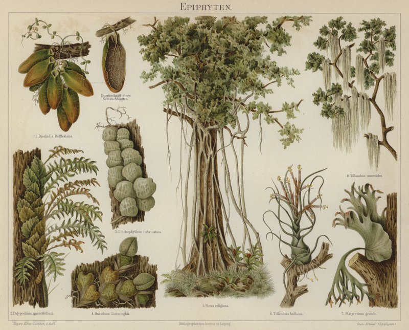 Epiphyten von German School