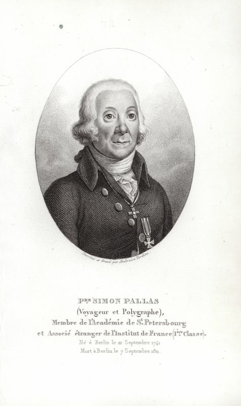 Peter Simon Pallas von German School