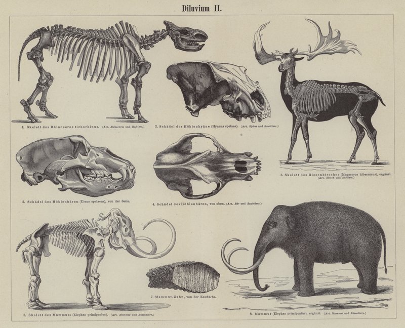 Prähistorische Tiere (Stich) von German School