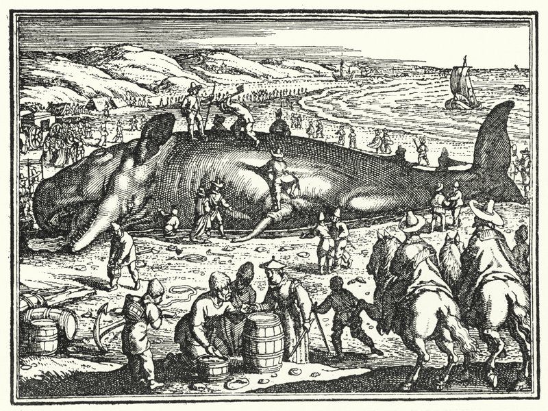 Der Wal von Antorf von German School