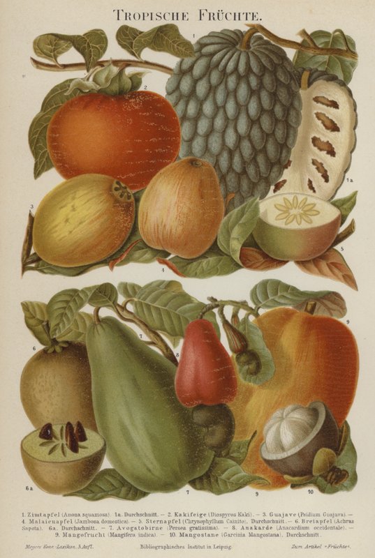 Tropische Früchte von German School