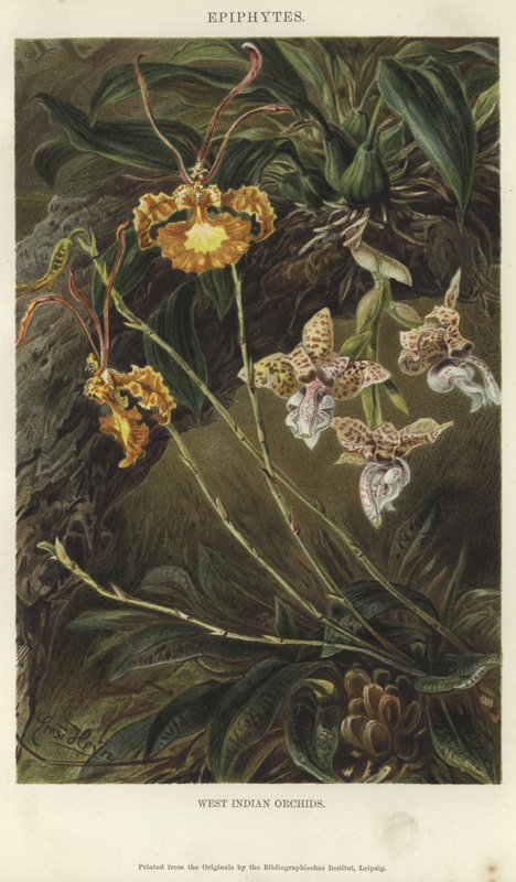 Westindische Orchideen von German School