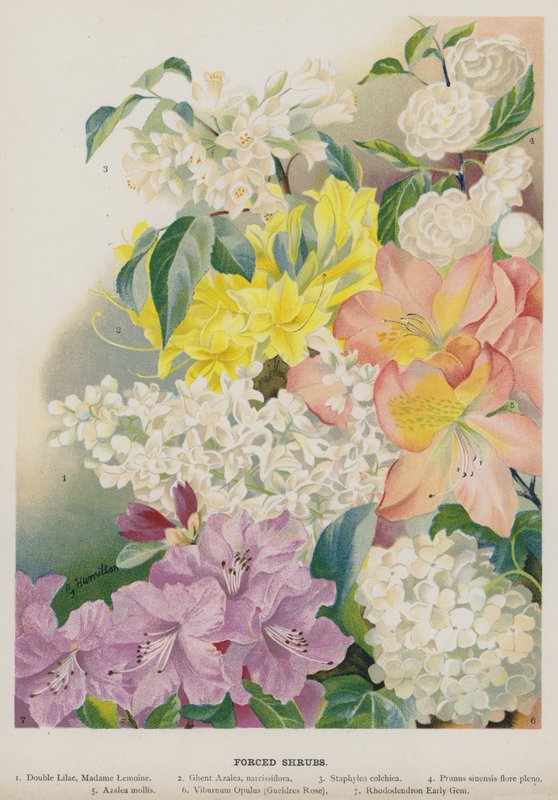 Gezwungene Sträucher von Gertrude Hamilton