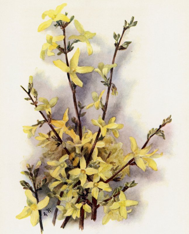 Forsythia Suspensa von Gertrude Hamilton