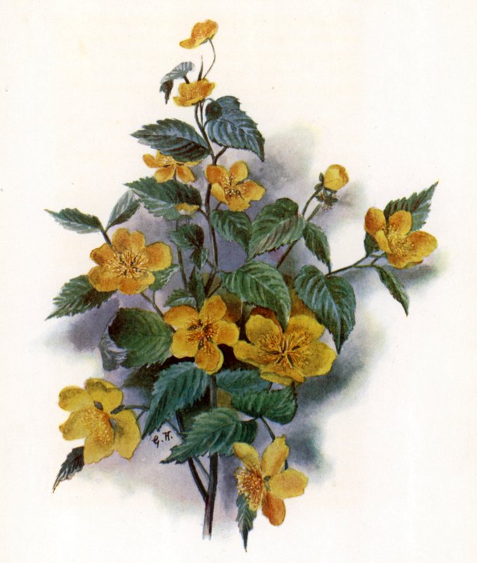 Kerria Japonica von Gertrude Hamilton