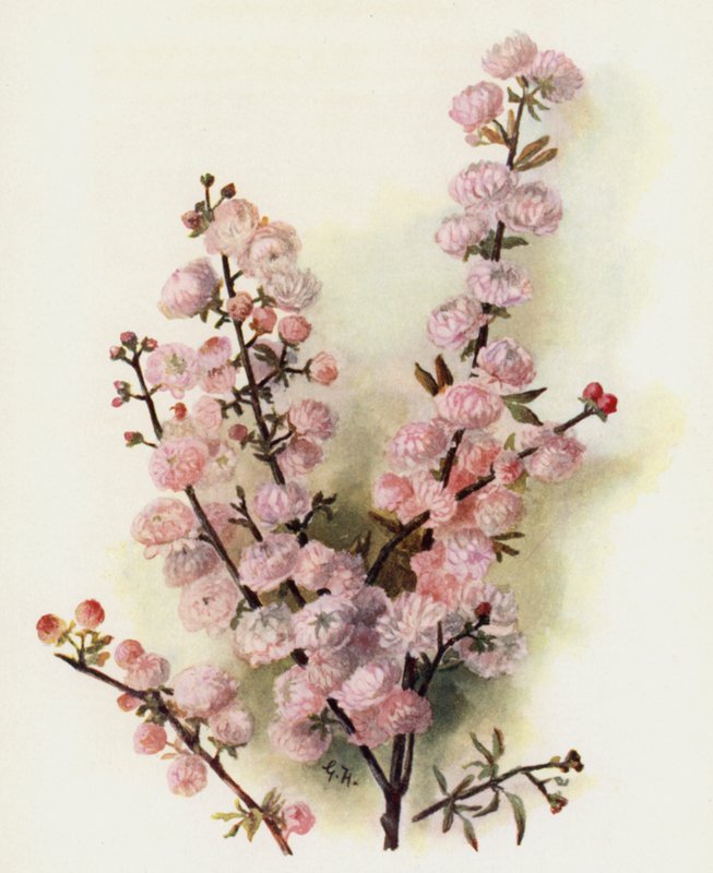 Prunus Sinensis Rosea Plena von Gertrude Hamilton