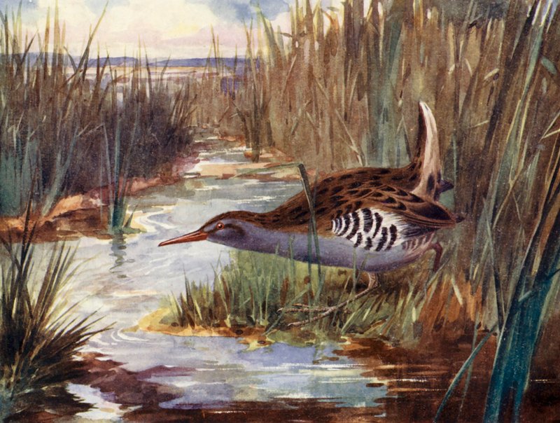 Wasserralle von H. Wormald