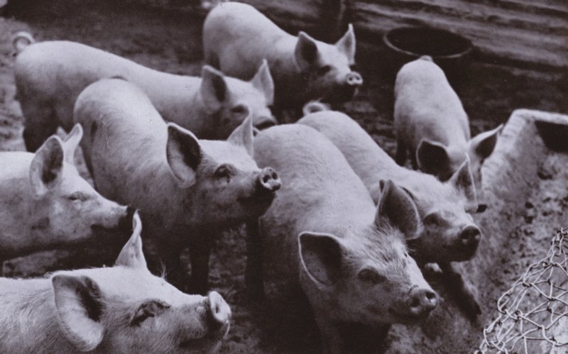Schweine von Harold Burdekin