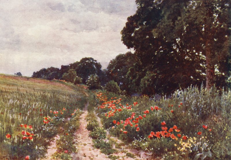 Mohnblumen von Harold Sutton Palmer