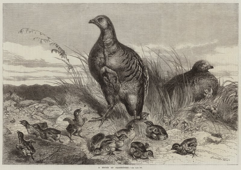 Ein Brut von Rebhühnern von Harrison William Weir