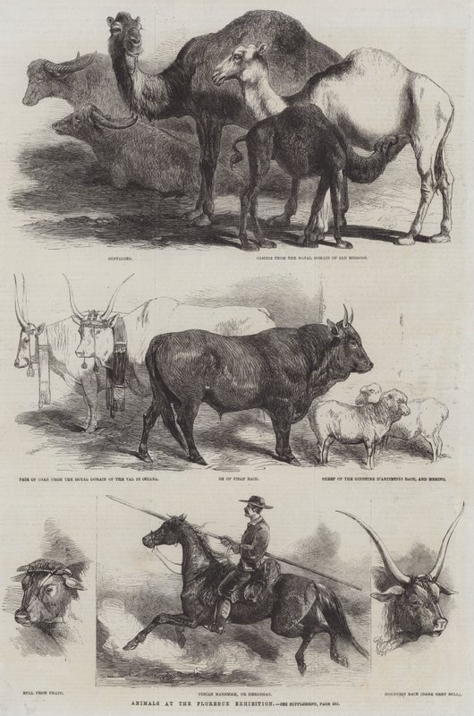 Tiere auf der Ausstellung in Florenz von Harrison William Weir