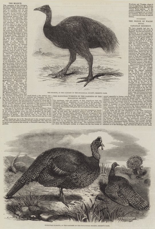 Vögel im Londoner Zoo von Harrison William Weir