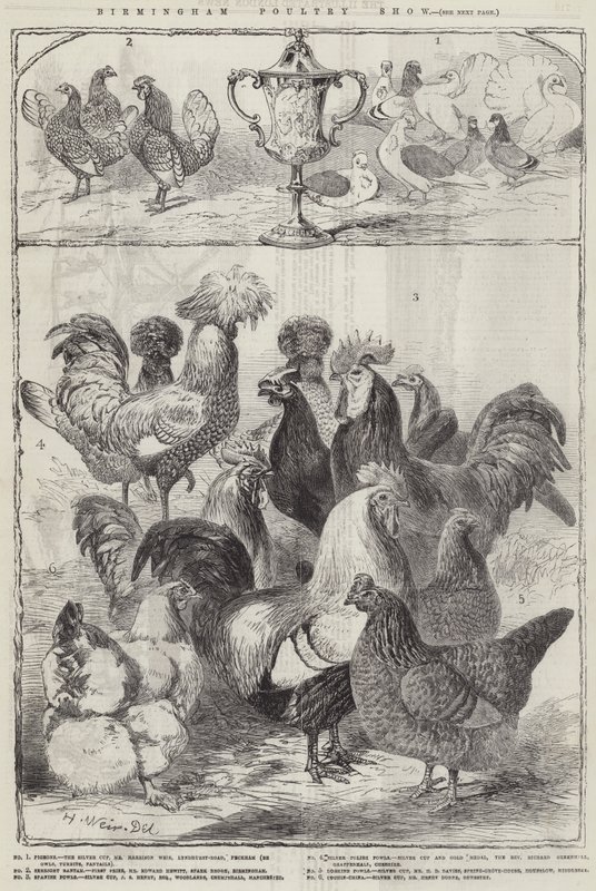 Birmingham Geflügelschau von Harrison William Weir