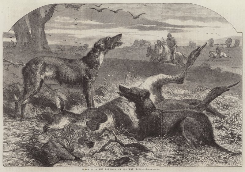 Tod eines Roten Försters oder Alten Mannes Känguru von Harrison William Weir