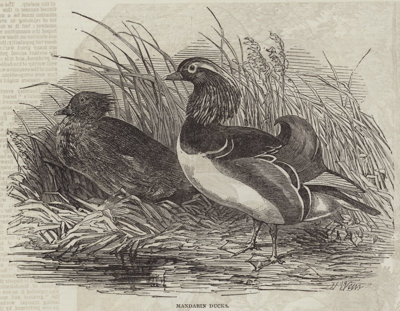 Mandarinenten von Harrison William Weir