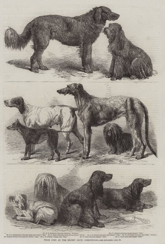 Preishunde auf der letzten Ausstellung in Birmingham von Harrison William Weir