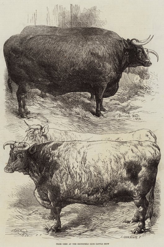 Preisrinder auf der Smithfield Club Viehschau von Harrison William Weir