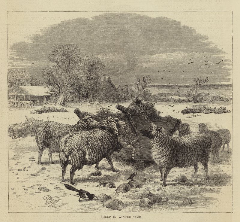 Schafe im Winter von Harrison William Weir