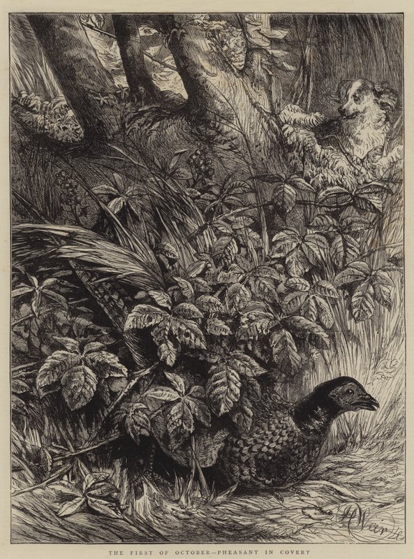 Der erste Oktober, Fasan im Versteck von Harrison William Weir