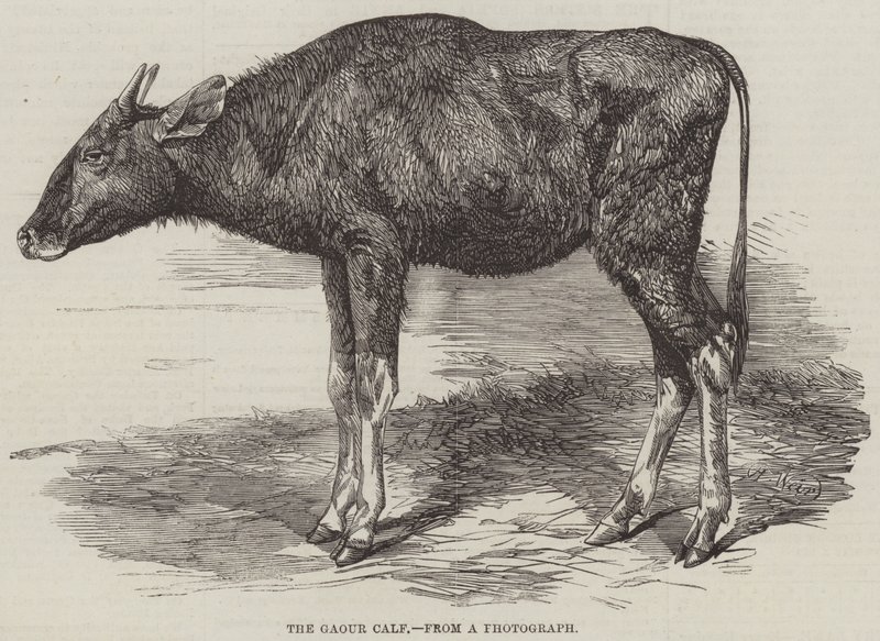 Das Gaour-Kalb von Harrison William Weir