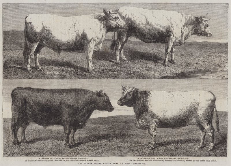 Die Internationale Viehschau in Poissy von Harrison William Weir