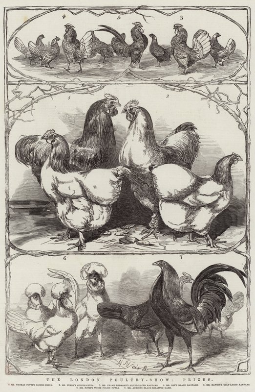 Die Londoner Geflügelschau, Preise von Harrison William Weir