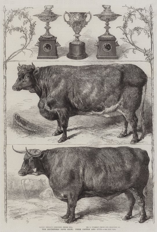 Die Smithfield Club Viehschau, Preiskühe und Pokale von Harrison William Weir