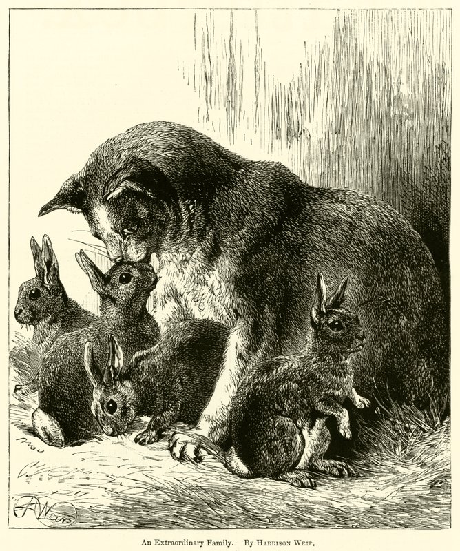 Eine außergewöhnliche Familie von Harrison William Weir