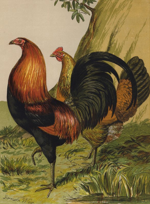 Schwarzbrüstiges rotes Spiel (Chromolithografie) von Harrison William Weir