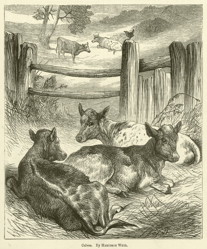 Kälber von Harrison William Weir