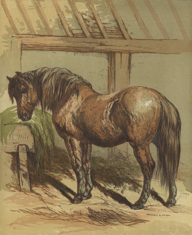 Charlie, das Pferd von Harrison William Weir