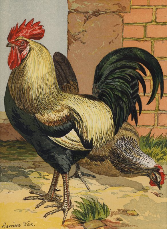 Gefärbte Dorkings von Harrison William Weir
