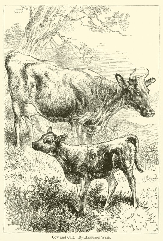 Kuh und Kalb von Harrison William Weir