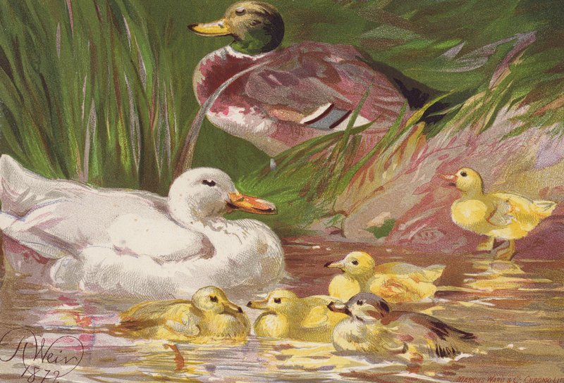 Enten und Entenküken von Harrison William Weir