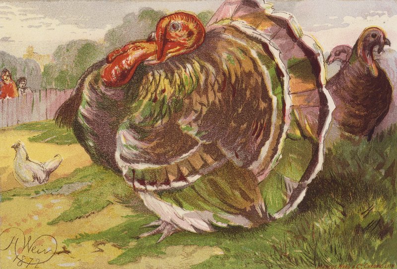 Wütender Truthahn von Harrison William Weir