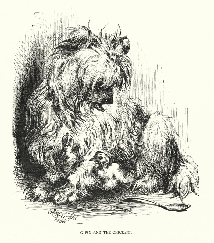 Zigeuner und das Huhn von Harrison William Weir